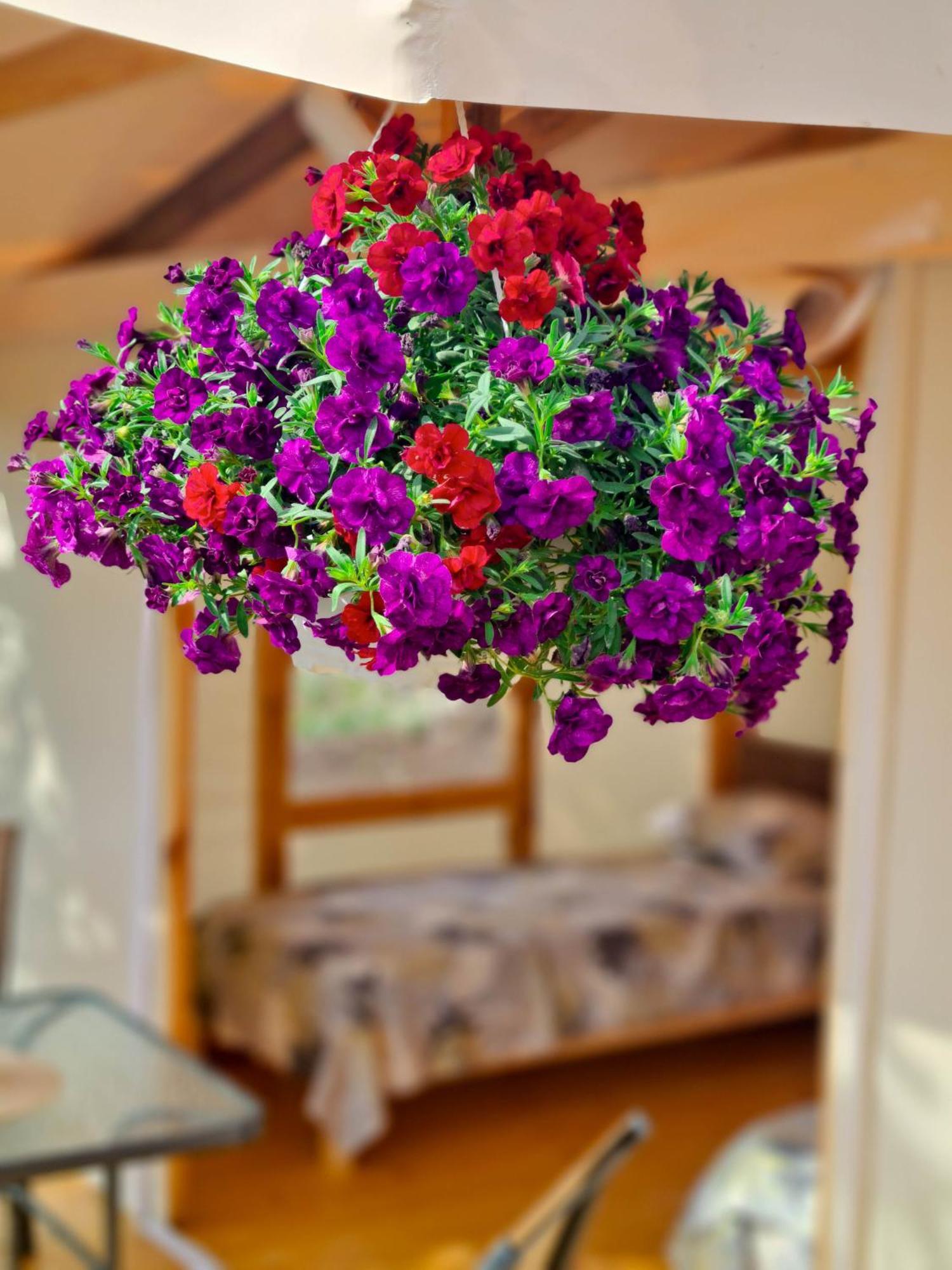 Hotel Divoto Glamping Balchik Esterno foto